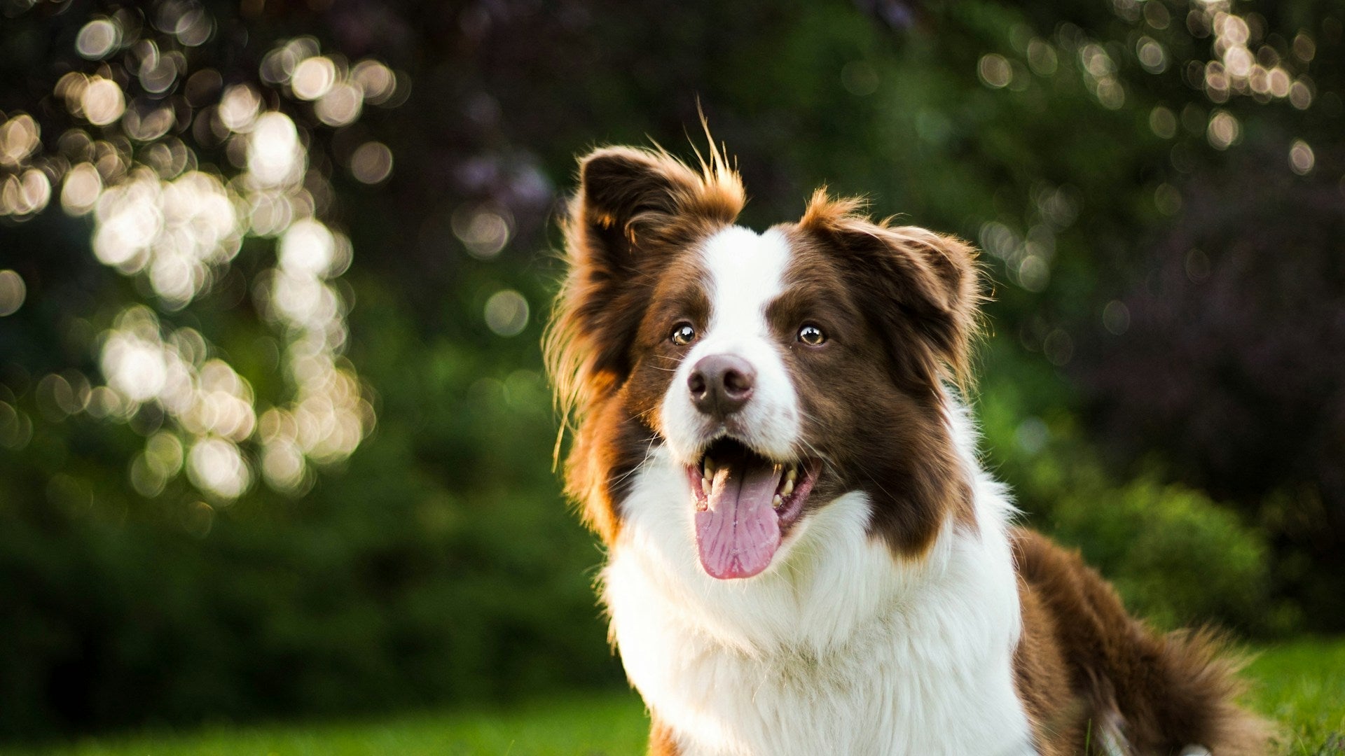 adult brown-and-white border collie dog