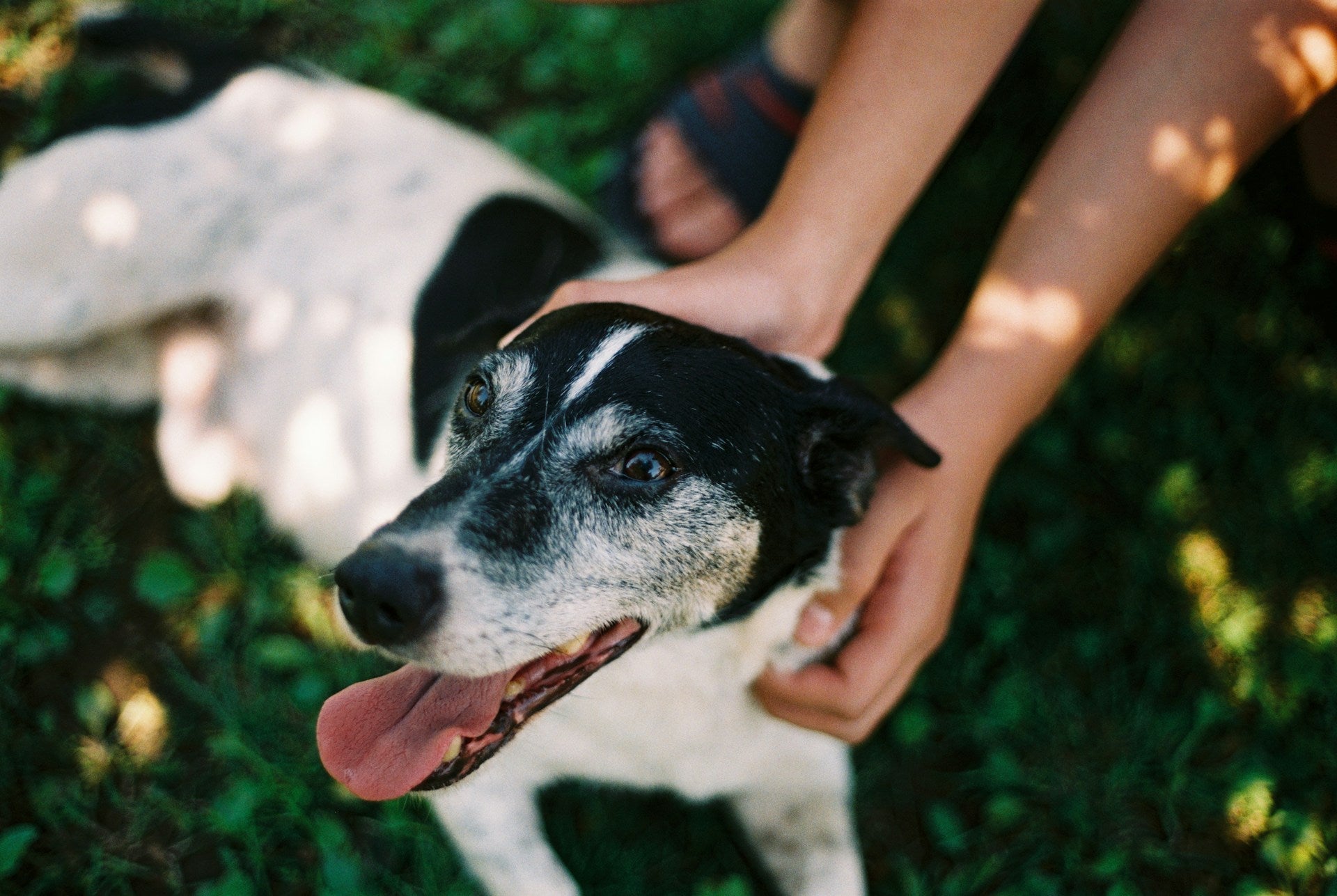 black-and-white rescue dog on grass