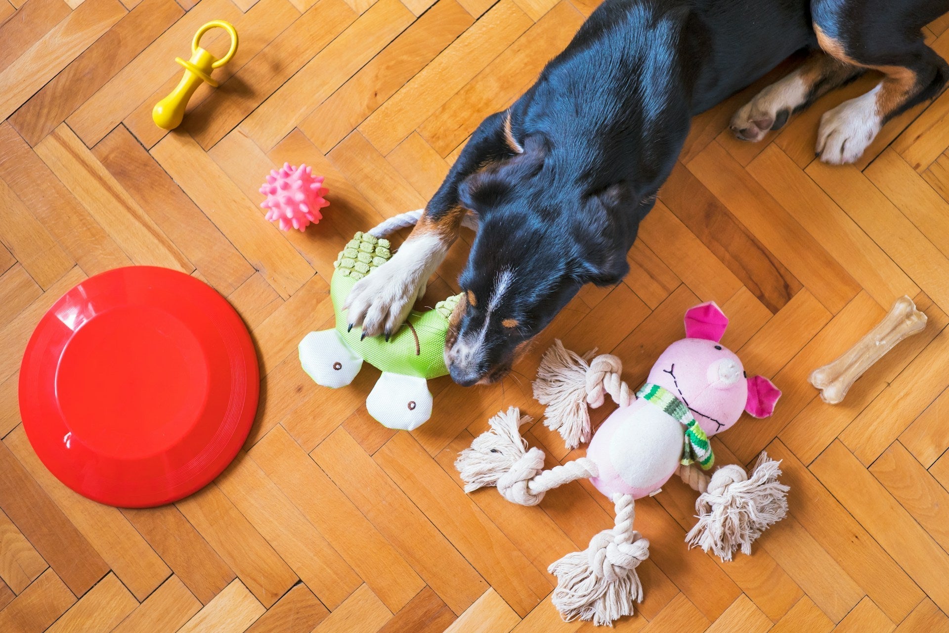 enrichment toys for dogs on a wooden floor