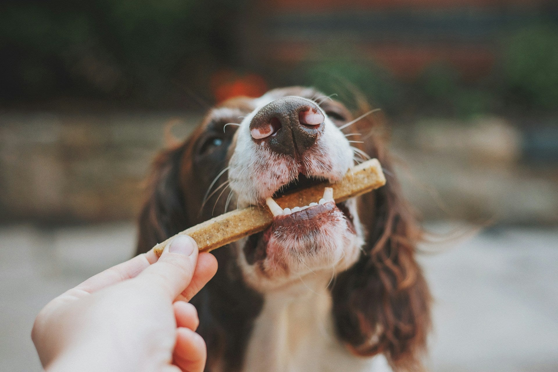 dog eating treats as reward