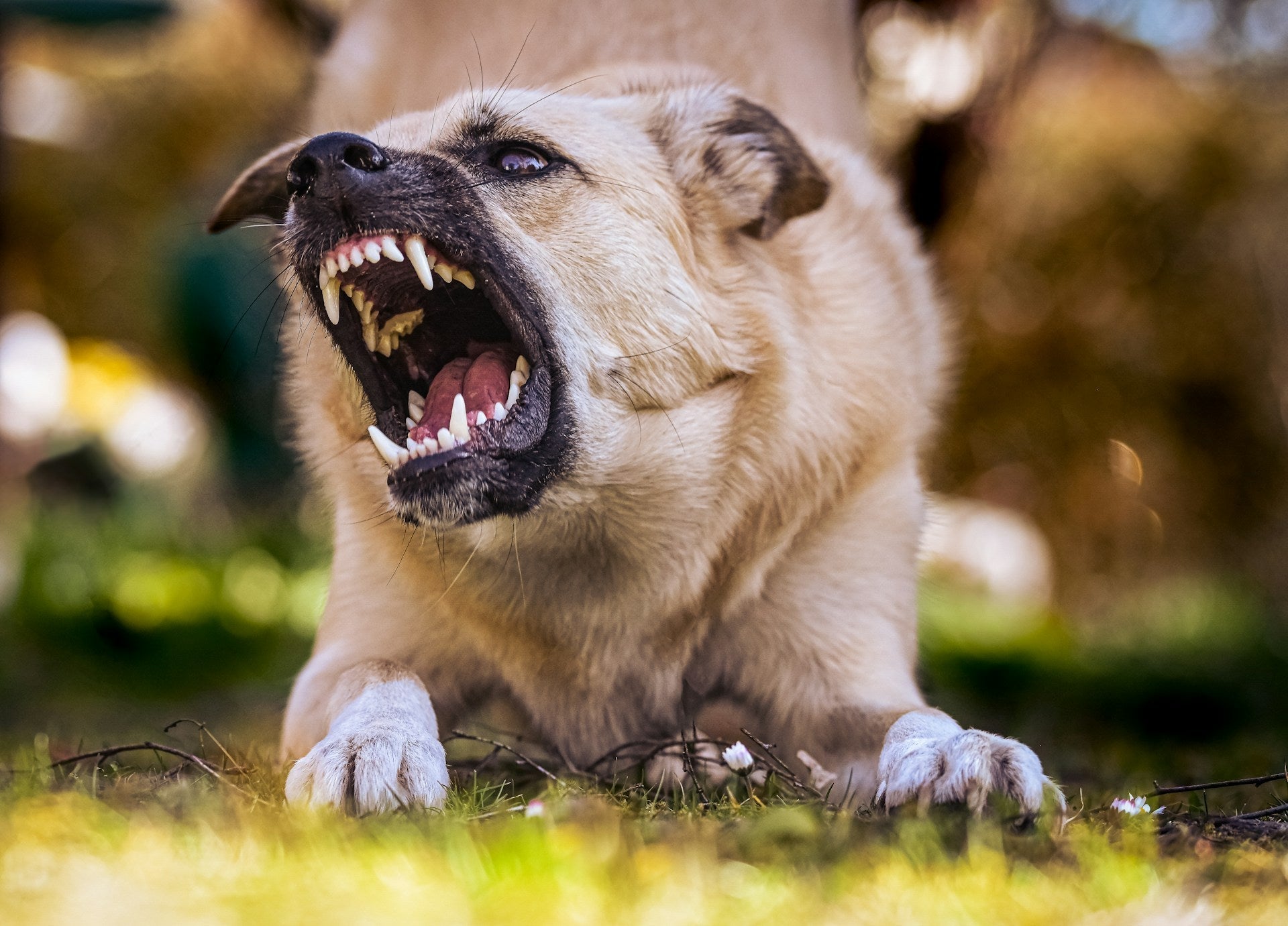 reactive dog lying on grass