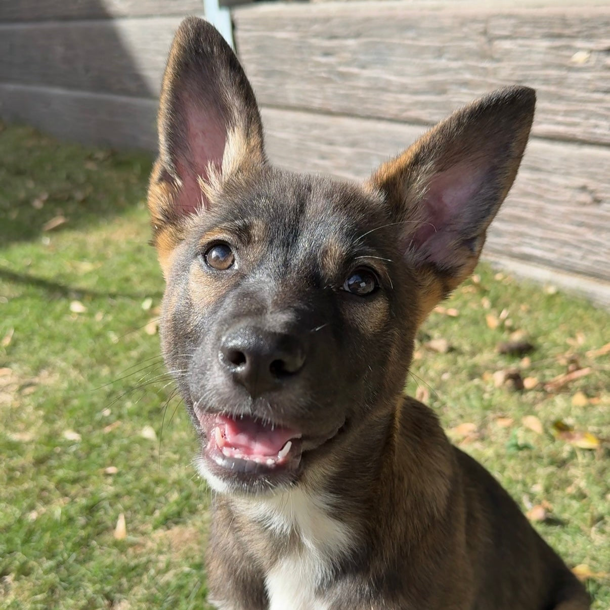 Puppy with a gray and brown coat standing on grass
