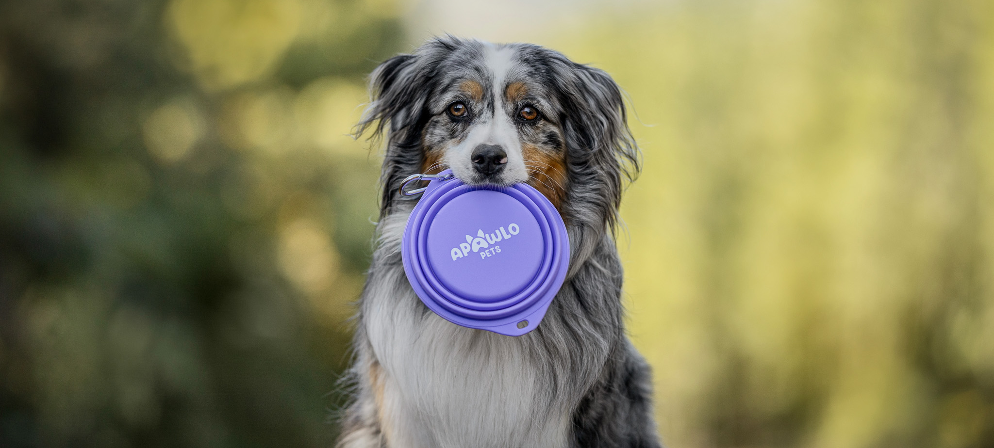 Dog holding a purple silicon bowl in a forest setting
