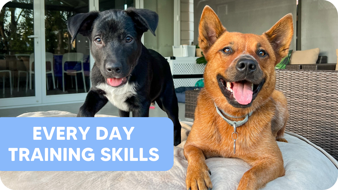 dog training skills