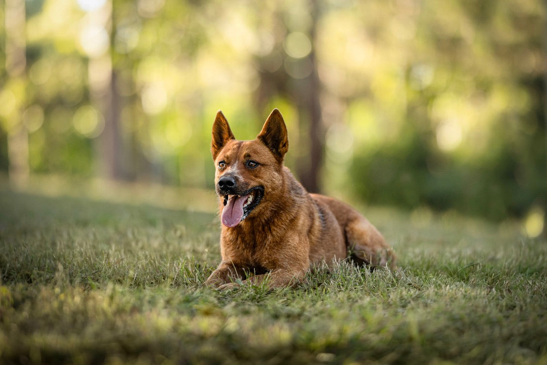 Boost Your Dog Training with Effective Marker Systems