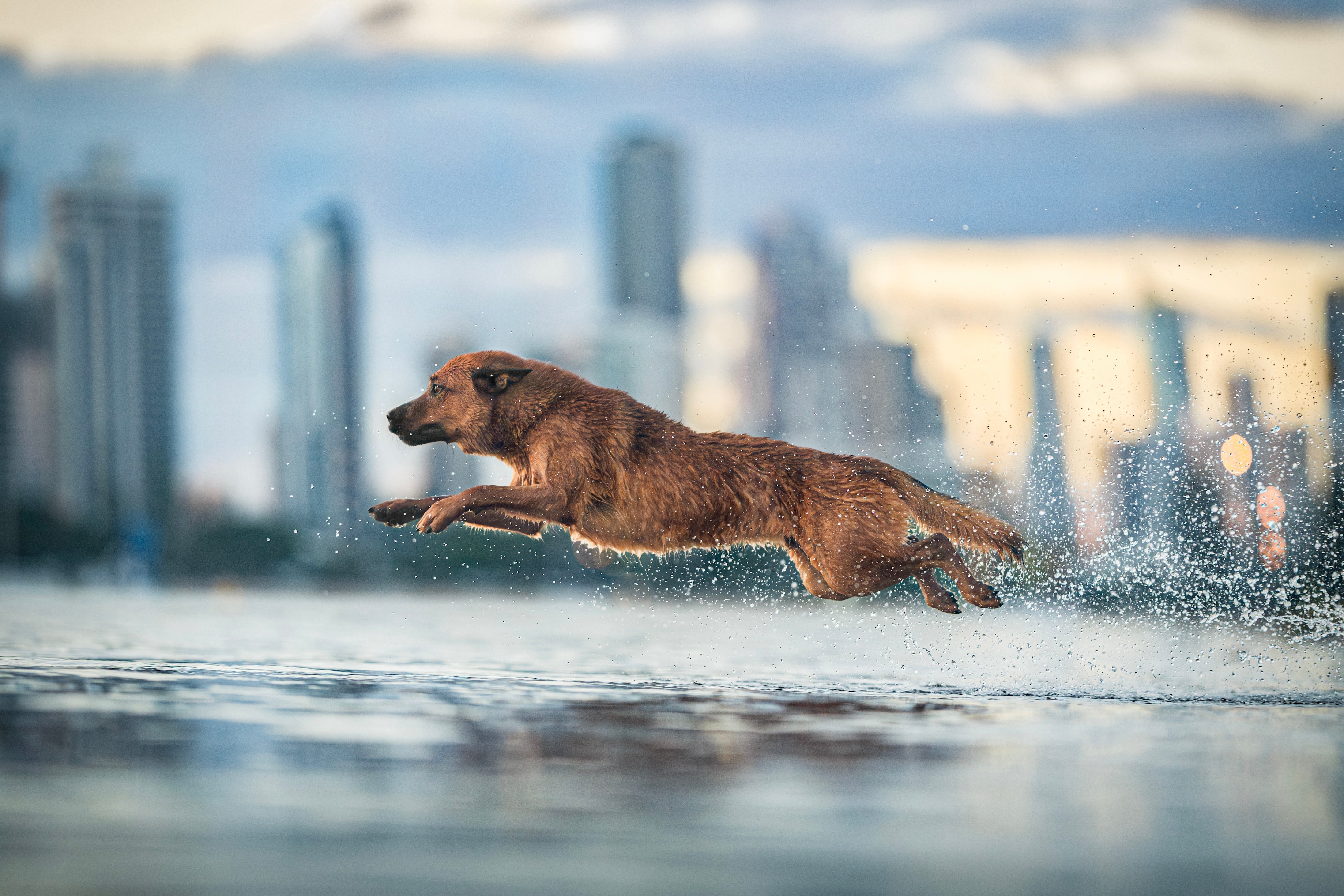 Our Favourite Australian Dog Photographers