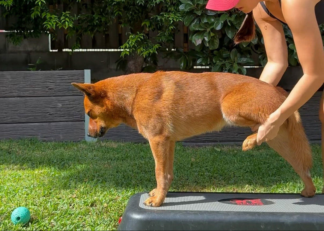 Hand Focus vs Ground Focus: Why I Switched My Cooperative Care Behaviour for Vet Visits