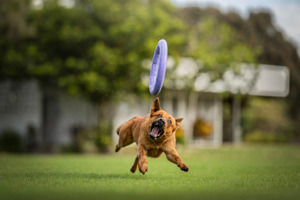 Bored Dog, Bad Behaviour: Why Structured Play Is the Fix You're Missing