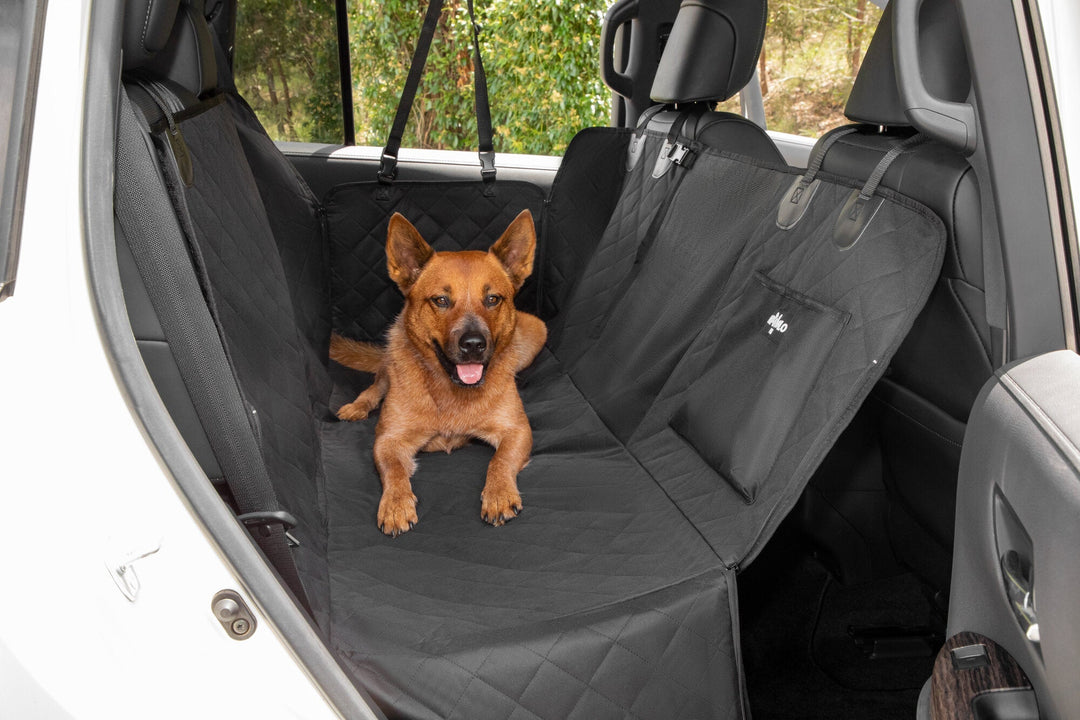 Dog sitting up in the back seat of a car on the APAWLO 4-in-1 car seat cover, fully installed across both seats