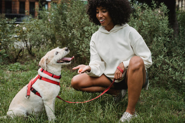 Why Your Training Isn't Sticking (And It's Not Your Dog's Fault)