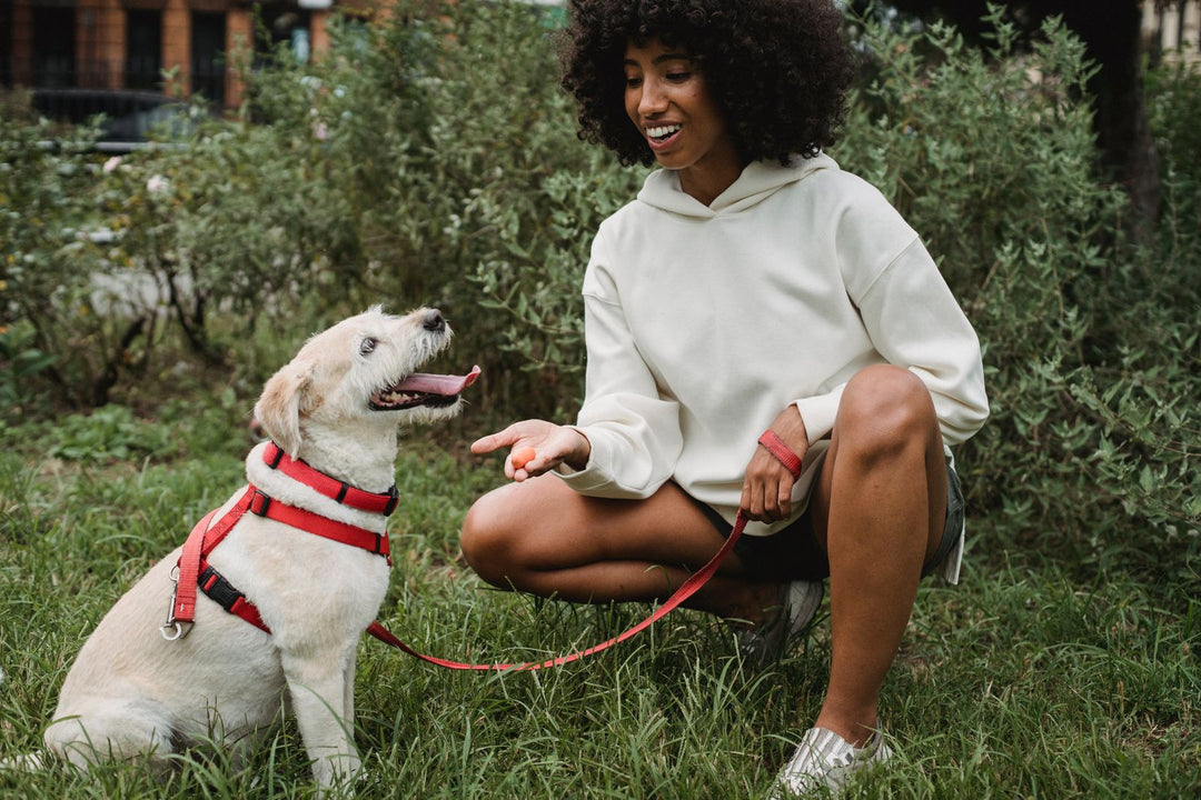 Owner giving a treat to her dog while teaching commands in the park