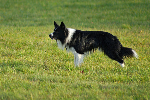 Herding Instinct vs. Prey Drive: What's Really Driving Your Dog?