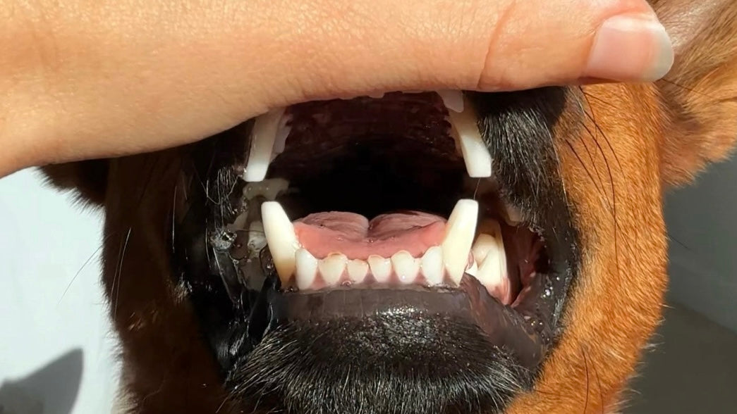 Tooth Blunting in Dogs, Causes, Signs, and What to Do