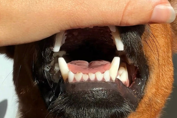 Tooth Blunting in Dogs, Causes, Signs, and What to Do