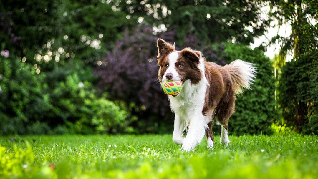 brown-and-white dog with a ball in its mouth running on the grass