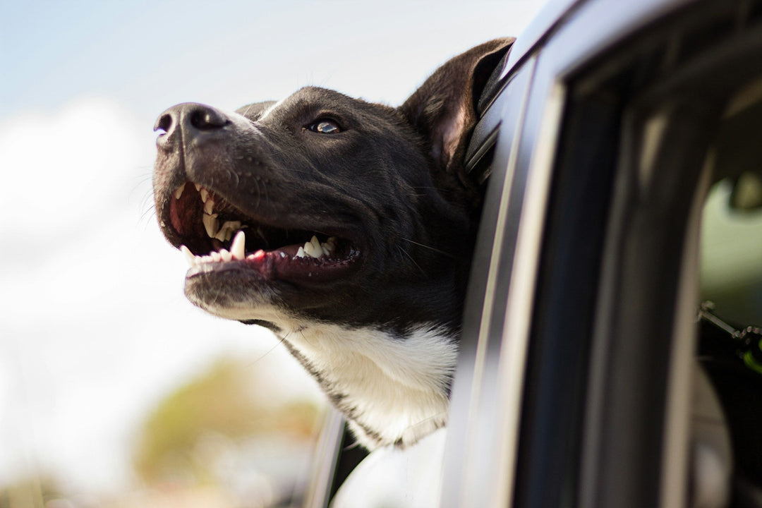 dog looking out the car window during a road trip