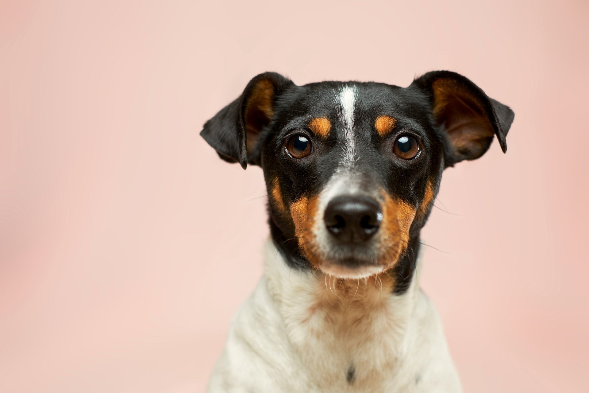 15 Dog Bucket List Ideas to Try with Your Pup