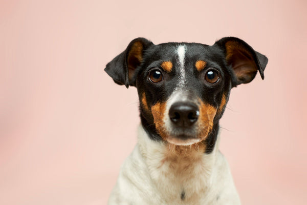 15 Dog Bucket List Ideas to Try with Your Pup
