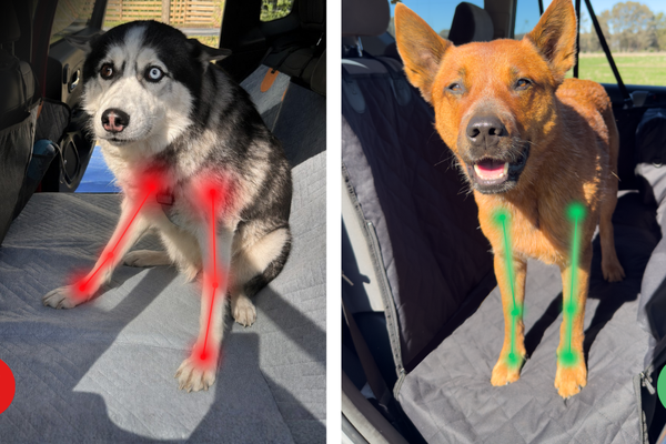 Hard-Bottom Dog Car Seat Covers: What the Research Actually Says About Joint Risk