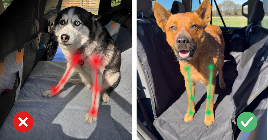 Hard-Bottom Dog Car Seat Covers: What the Research Actually Says About Joint Risk