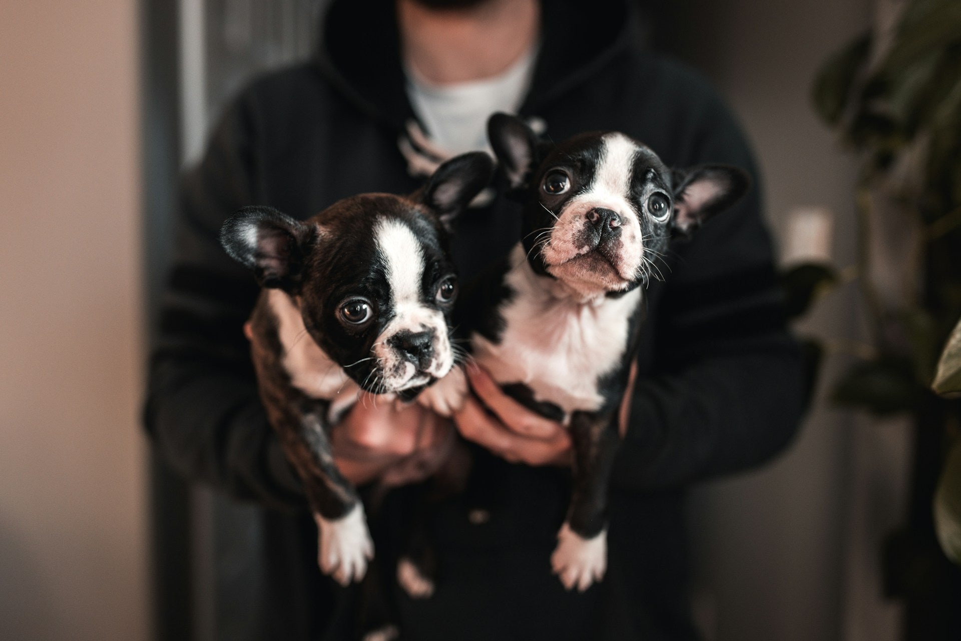 a person holding two small dogs in their hands