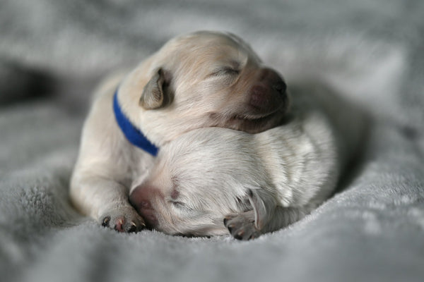 Your Ultimate Guide to Creating Epic Dog Bucket List Ideas