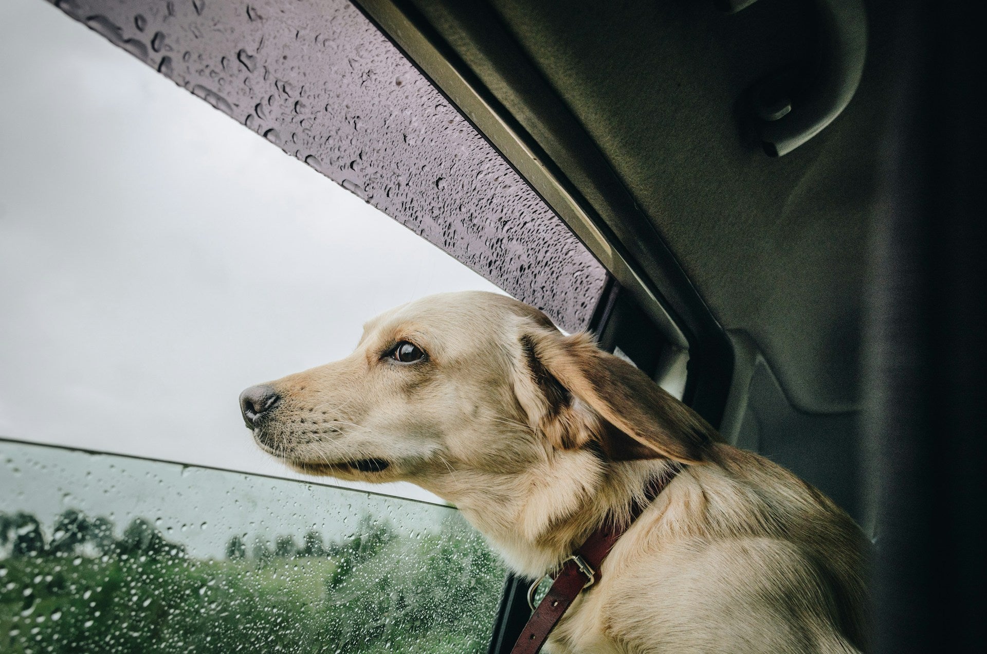 Essential Guide to Caring for High Energy Dogs