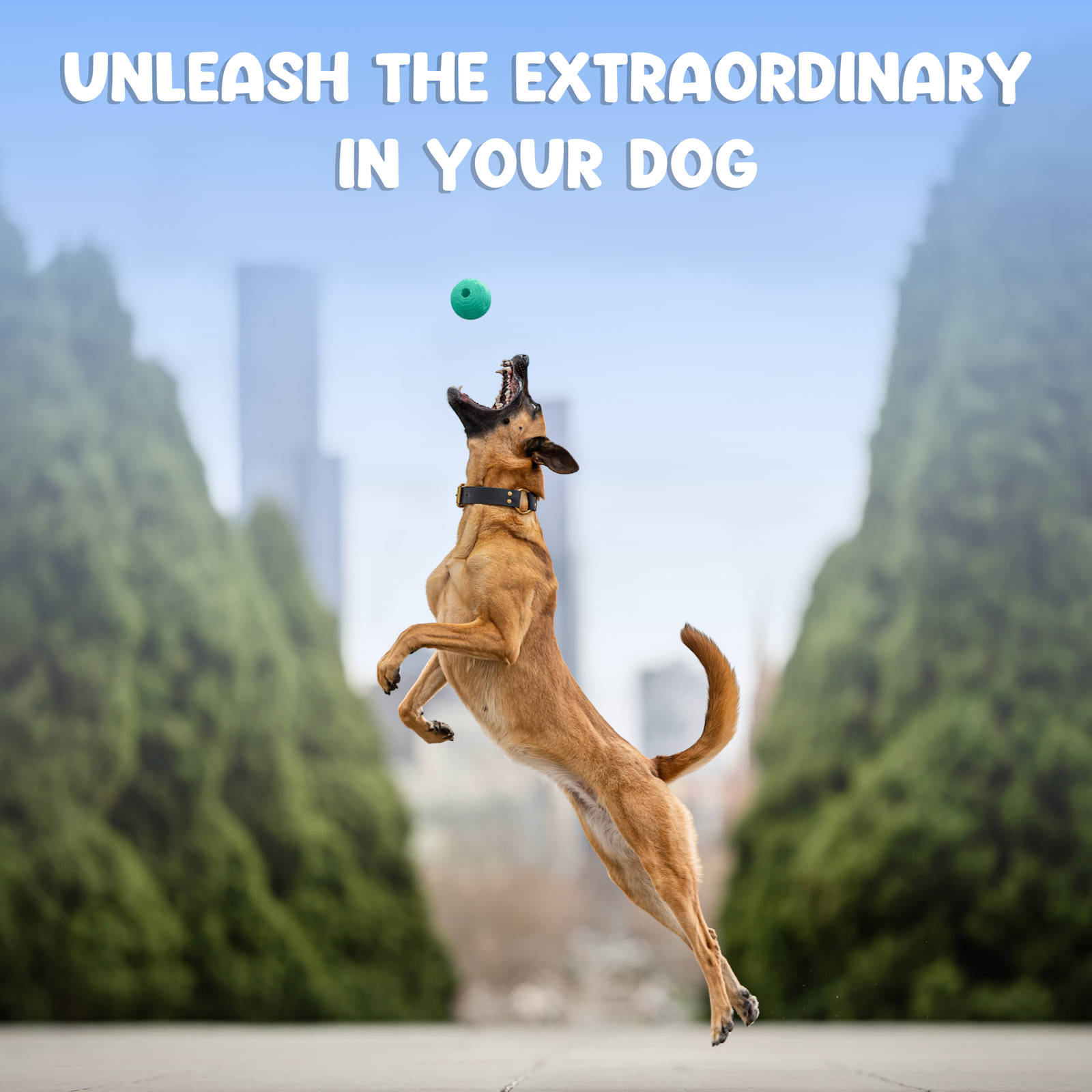 Foam Fetch Ball (2 Pack)