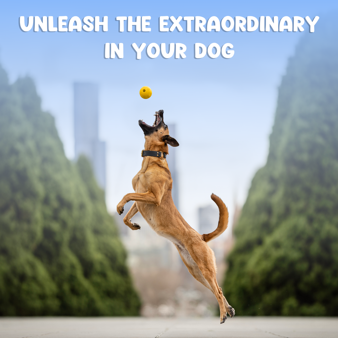 Foam Fetch Ball (2 Pack)