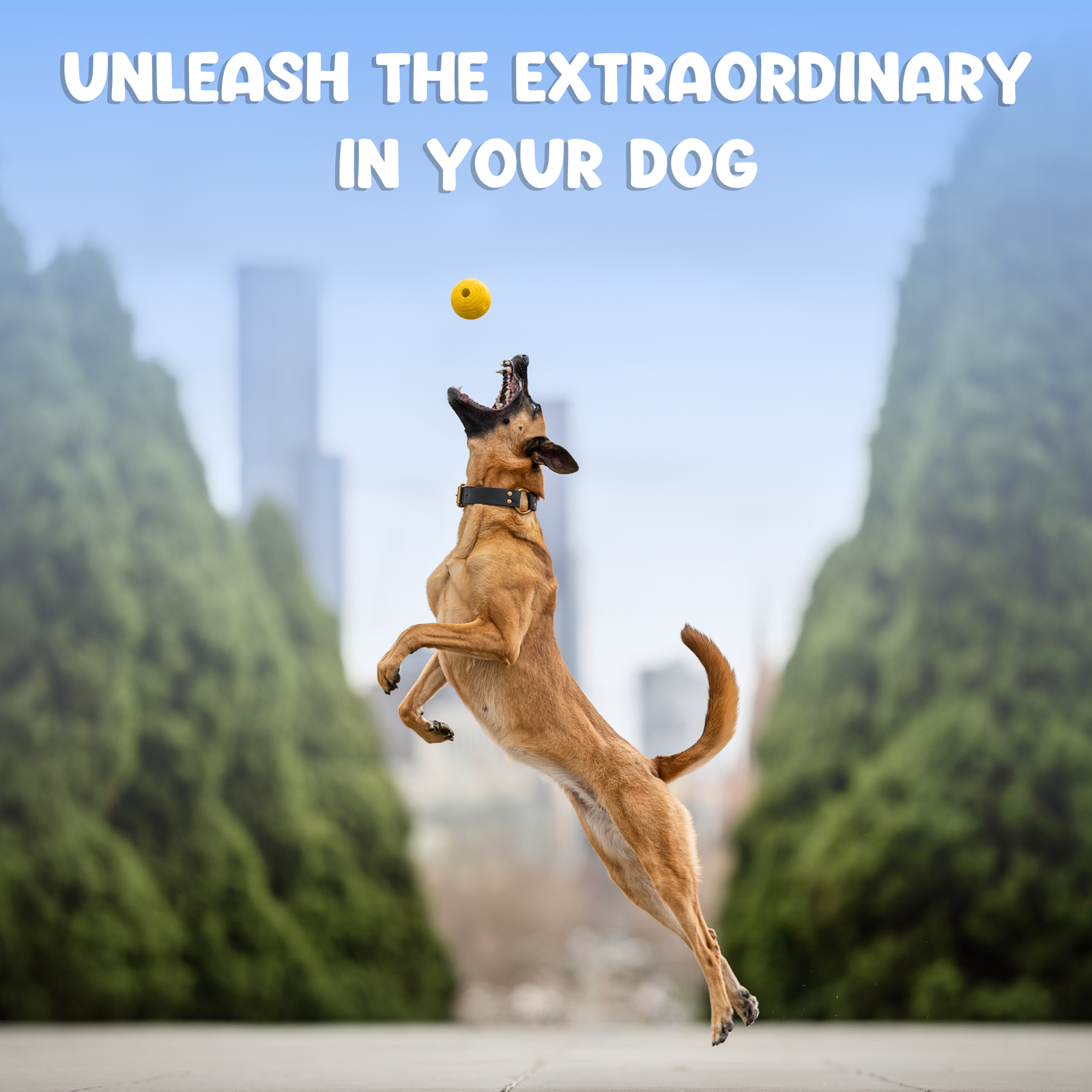 Foam Fetch Ball (2 Pack)