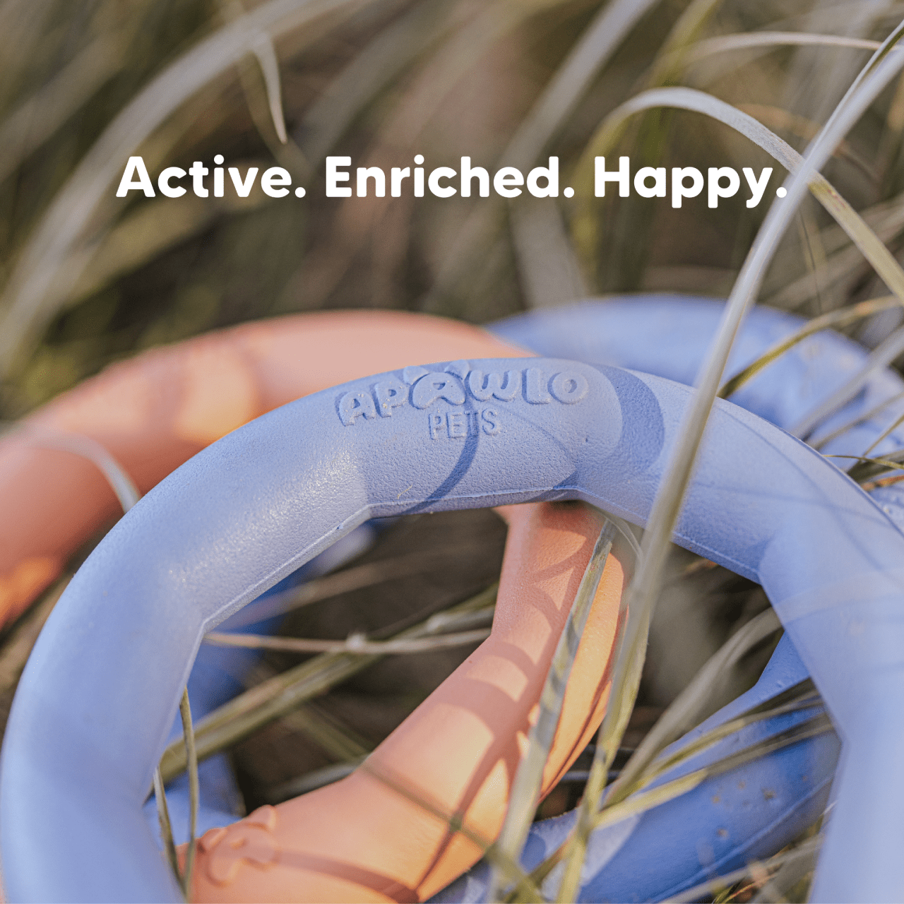 Active enriched happy dogs