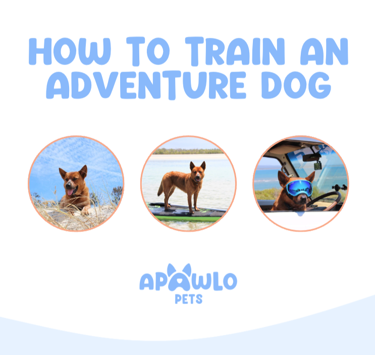 Adventure Dog Training Guide for Pets