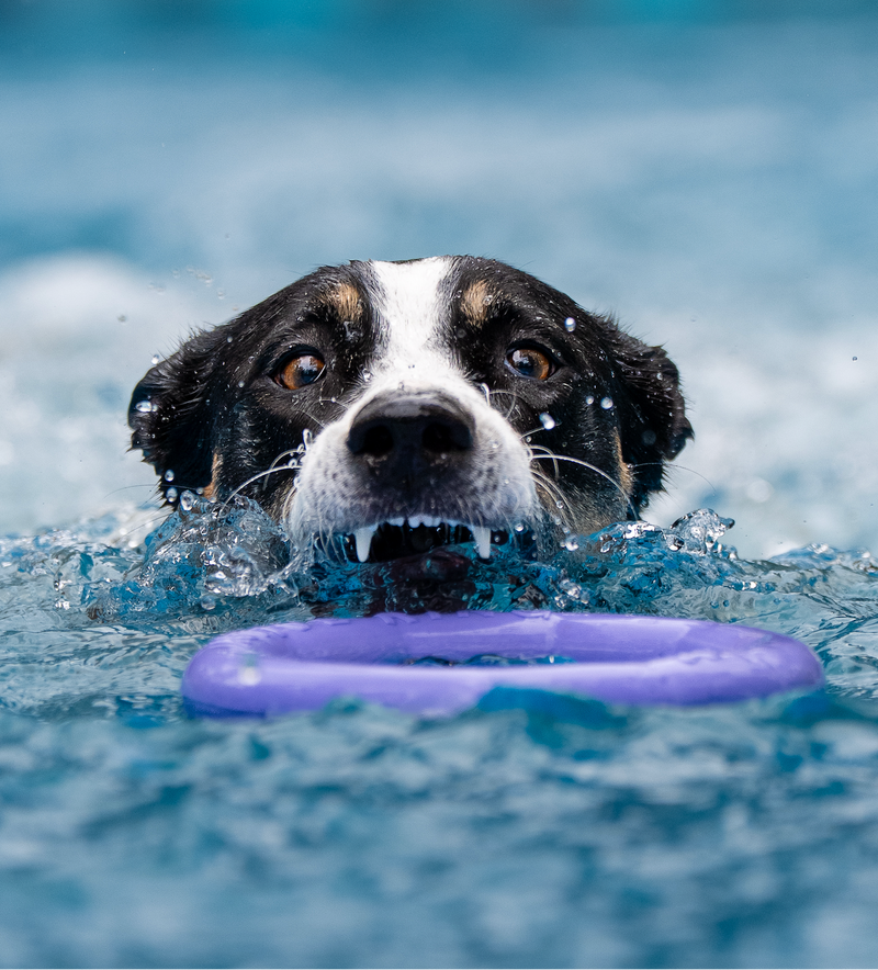Dog swimming with purple Active Ring floating fitness toy in pool