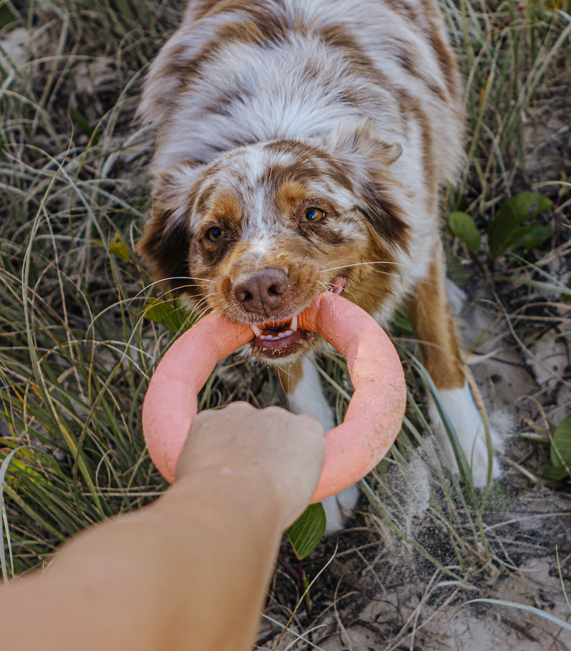Dog tugging on orange Active Ring fitness toy in beach dune grass