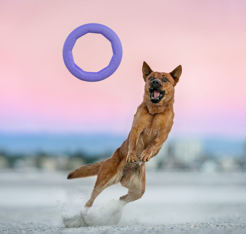 Dog leaping to catch APAWLO Pets' floating ring toy at sunset