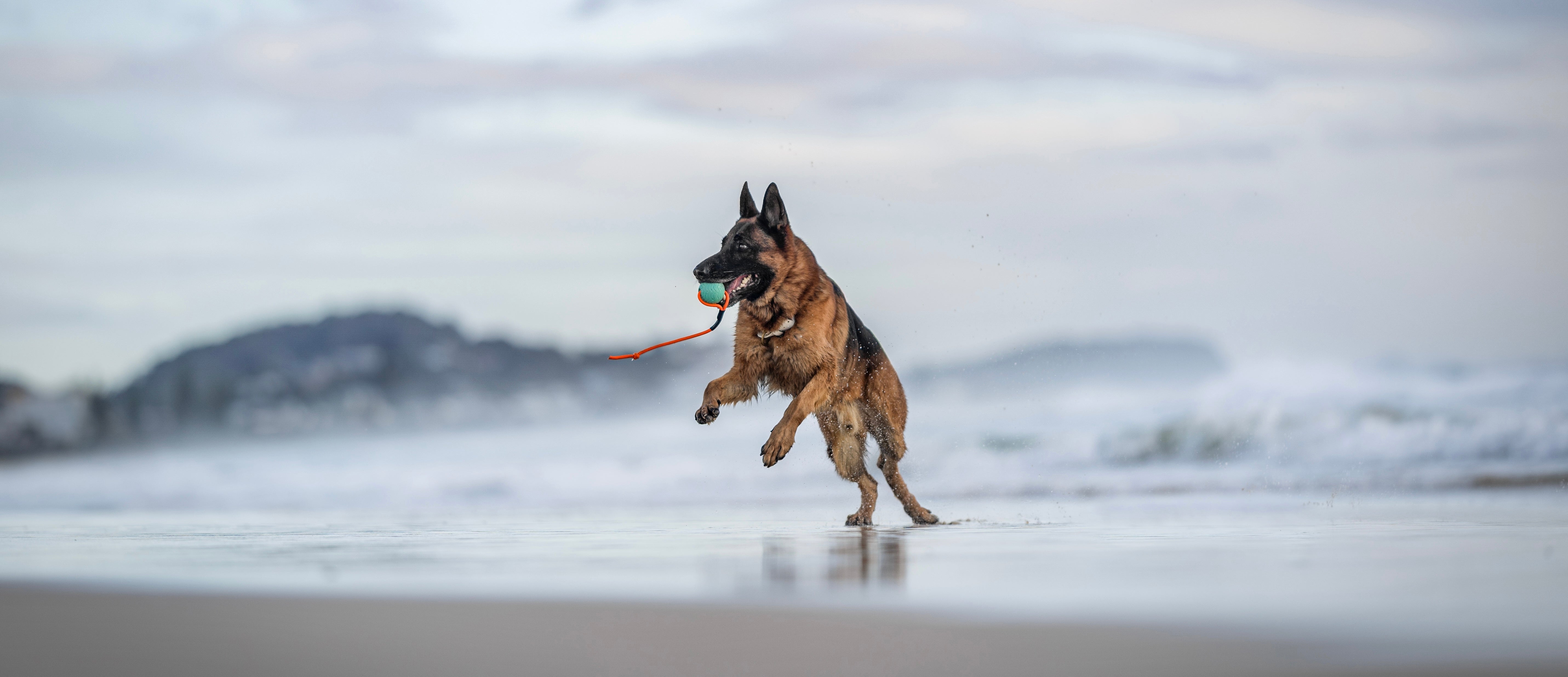 German Shepherd running on a beach with a toy in its mouth