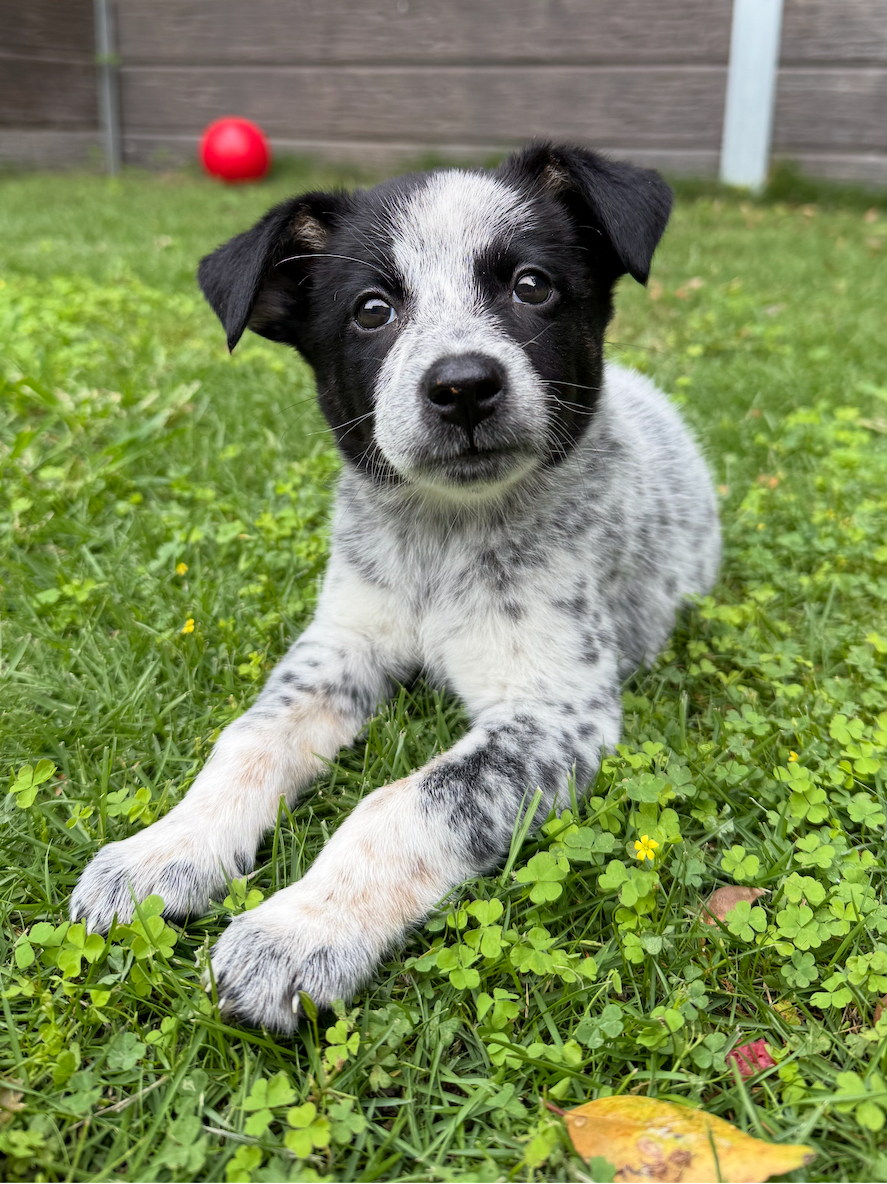 Puppy lying in the grass mid-training session